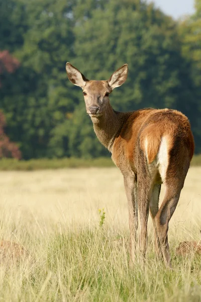 Jelen, jeleni, cervus elaphus — Stock fotografie