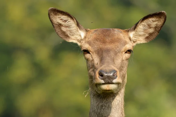 Veado Vermelho, Veado, Cervus elaphus — Fotografia de Stock