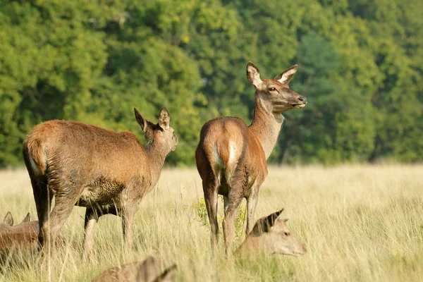 Veado Vermelho, Veado, Cervus elaphus — Fotografia de Stock