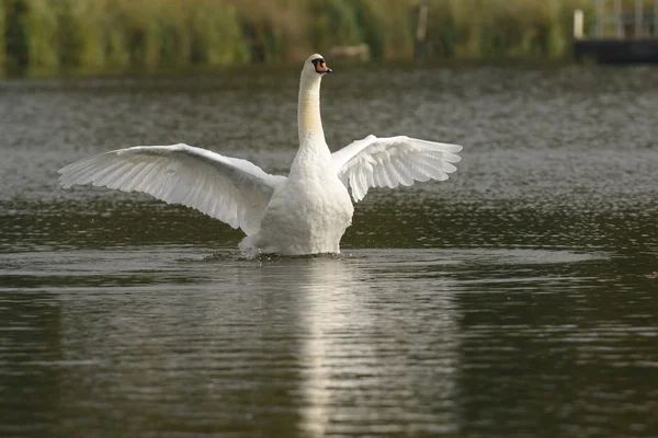 Cigno muto, Cygnus olor — Foto Stock