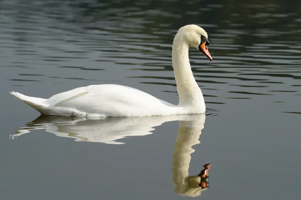 Stumsvan, cygnus olor — Stockfoto