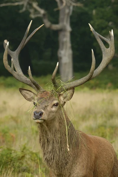 Gímszarvas, a szarvas, a cervus elaphus — Stock Fotó