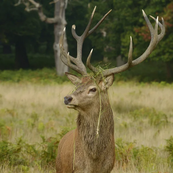 Veado Vermelho, Veado, Cervus elaphus — Fotografia de Stock