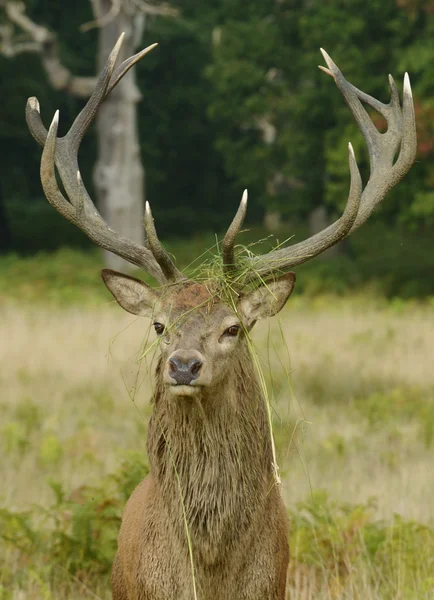 Red Deer, Deer, Cervus elaphus — Stock Photo, Image