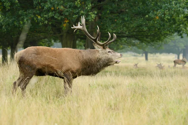 Red Deer, Deer, Cervus elaphus — Stock Photo, Image