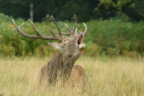 Veado Vermelho, Veado, Cervus elaphus — Fotografia de Stock