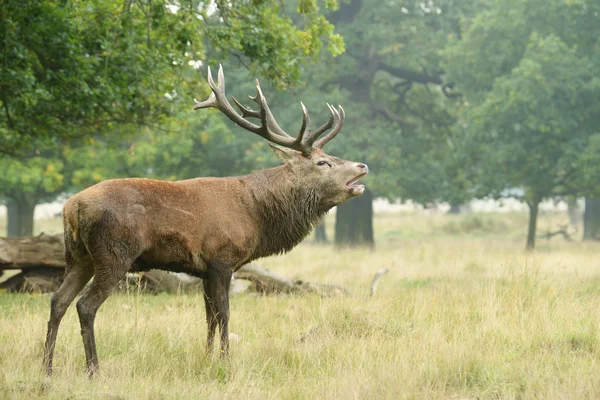 Red Deer, Deer, Cervus elaphus — Stock Photo, Image