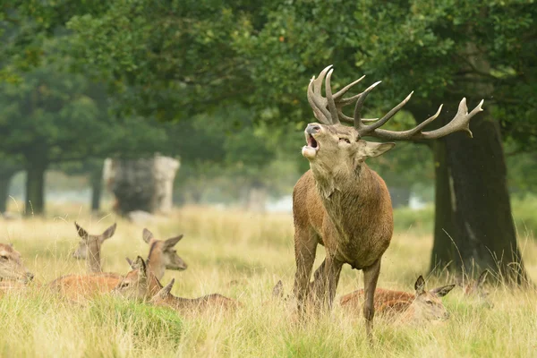 Red Deer - Rut Time . — стоковое фото