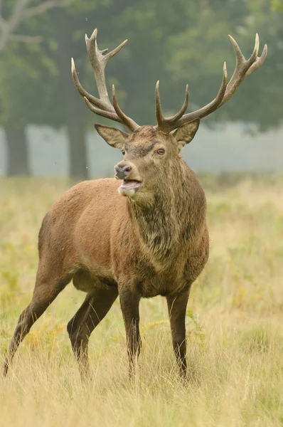 Red Deer - Rut Time. — Stock Photo, Image