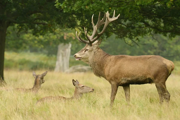 Red Deer - Rut Time. — Stock Photo, Image