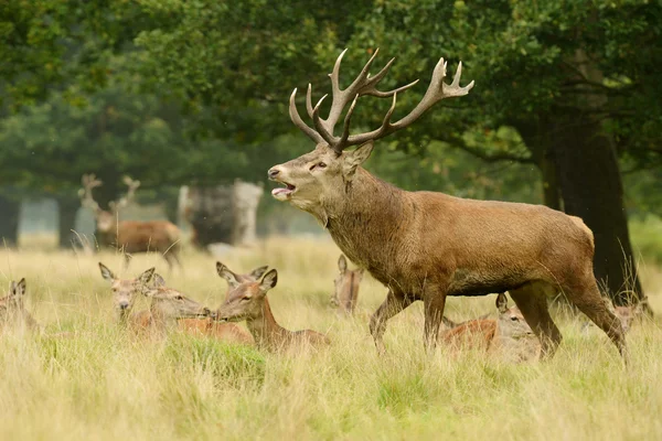 Red Deer - Rut Time. — Stock Photo, Image