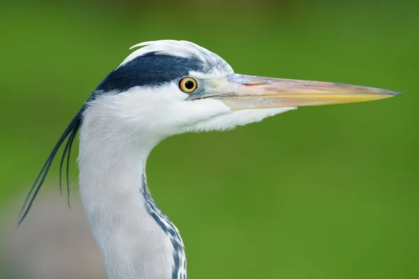 Gri balıkçıl, Ardea cinerea — Stok fotoğraf