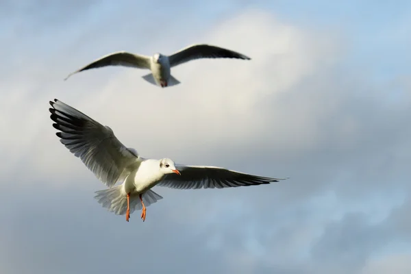 Black-headed Gull, Chroicocephalus ridibundus — Stock Photo, Image