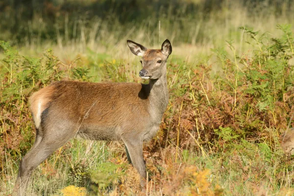 Edelhert - Rut tijd. — Stockfoto