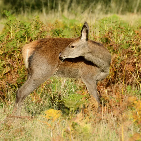 Rothirsch - Rutenzeit. — Stockfoto