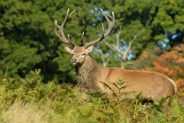 Red Deer - Rut Time. — Stock Photo, Image