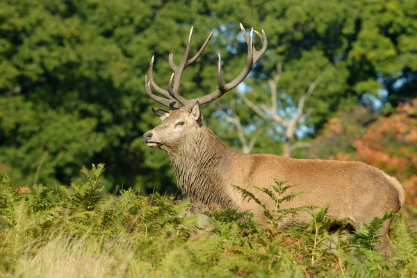 Edelhert - Rut tijd. — Stockfoto