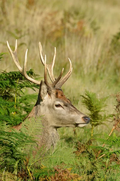 Veado vermelho - Rut time . — Fotografia de Stock