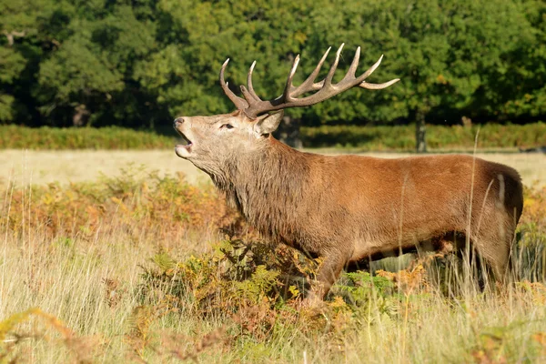 Red Deer - Rut Time . — стоковое фото