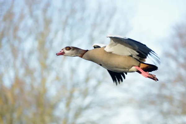 Egyptian Goose, Alopochen aegyptiaca — Stock Photo, Image