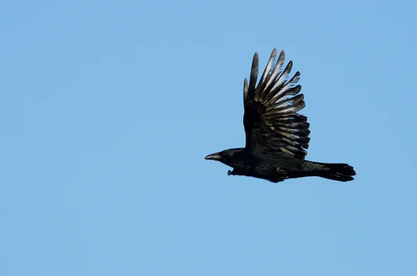 Kråka, corvus corone — Stockfoto