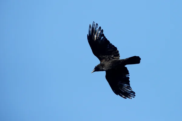 Kråka, corvus corone — Stockfoto