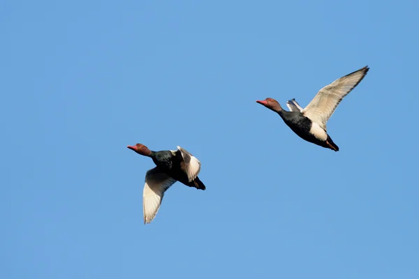 红冠Pochard, Netta rufina — 图库照片