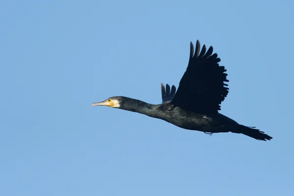 Корморан, Phalacrocorax carbo — стоковое фото