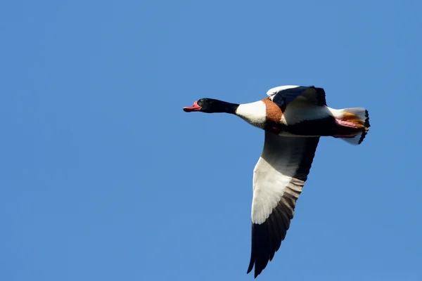 Canard d'Amérique, Canard d'Amérique, Tadorna tadorna — Photo