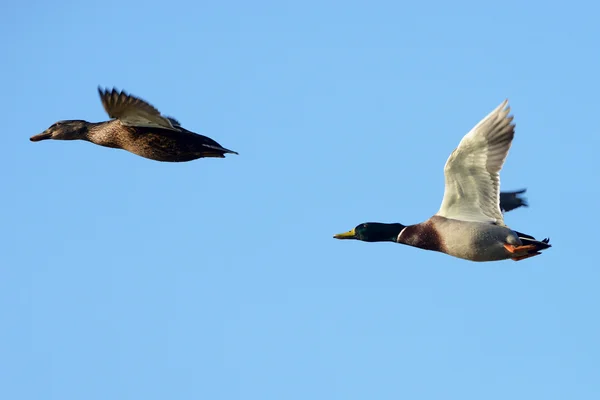 Germano reale, anatra, Anas platyrhynchos — Foto Stock