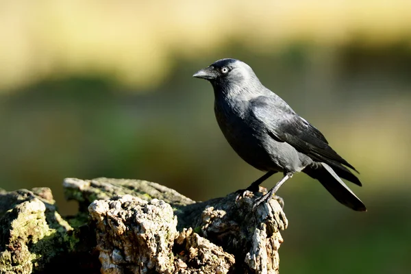 Dohle, Corvus monedula — Stockfoto