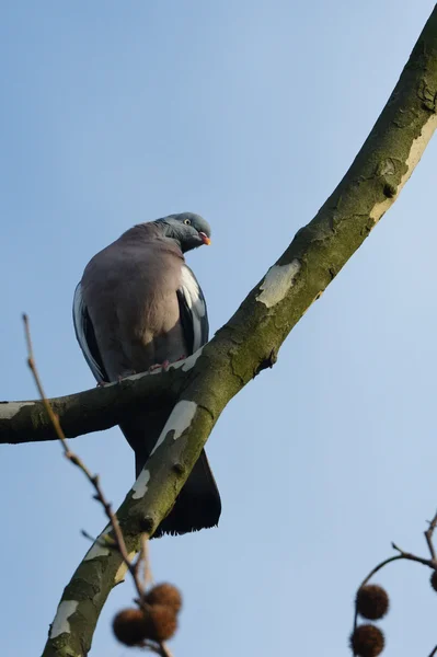 Gemensamma ringduva, ringduva, Columba palumbus — Stockfoto