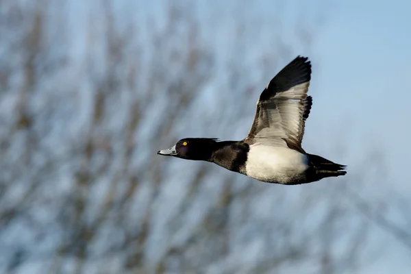 Pato tufado, Aythya fuligula — Fotografia de Stock