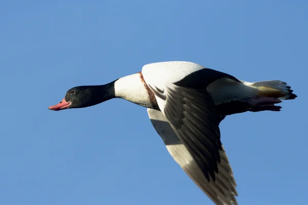 Поширені Shelduck, Shelduck, Tadorna tadorna — стокове фото