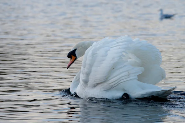 Mute Swan, cygnus olor — Stock Photo, Image