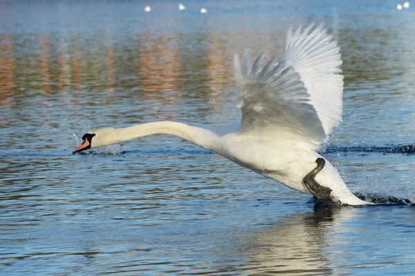 Cisne mudo, cygnus olor — Fotografia de Stock