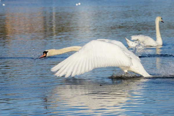 Stumsvan, cygnus olor — Stockfoto