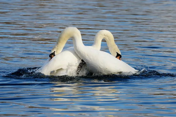 Cisne mudo, Cygnus olor — Foto de Stock