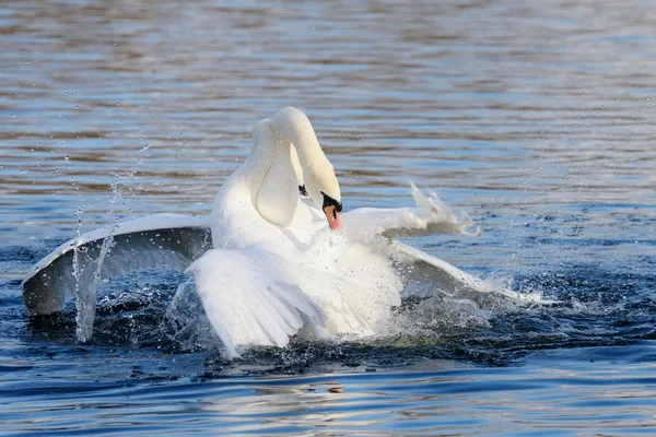 Mute Swan, cygnus color — стоковое фото