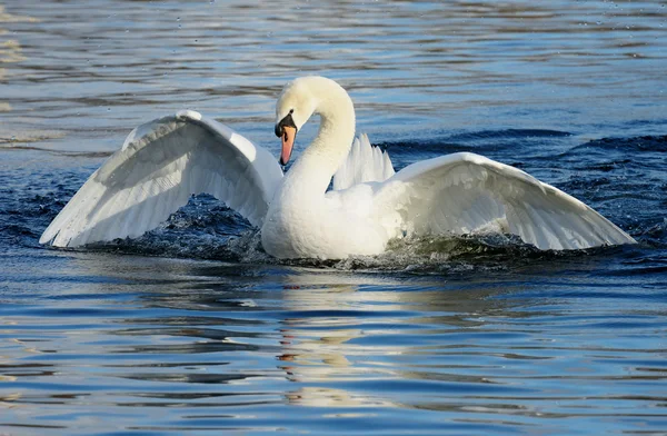 Mute Swan, cygnus color — стоковое фото