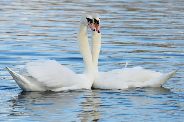 Cisne mudo, Cygnus olor — Foto de Stock