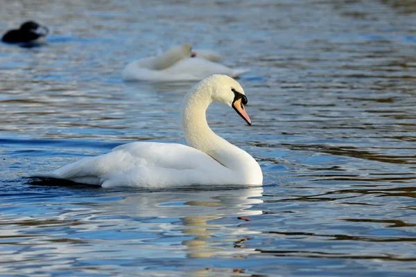 Mute Swan, cygnus olor — Stock Photo, Image