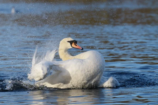 Cisne mudo, Cygnus olor —  Fotos de Stock