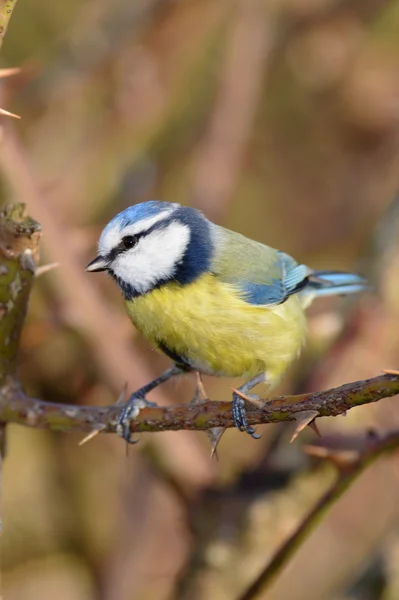 Mavi baştankara, cyanistes caeruleus — Stok fotoğraf