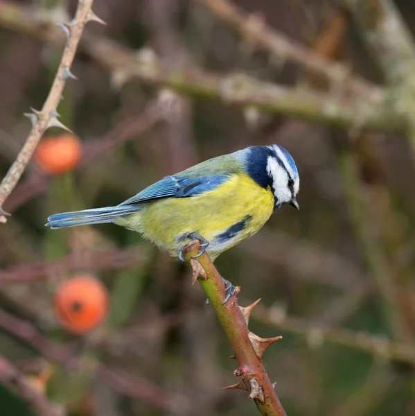 Mavi baştankara, cyanistes caeruleus — Stok fotoğraf