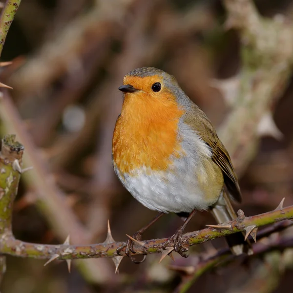 Petirrojo, erithacus rubecula — Foto de Stock