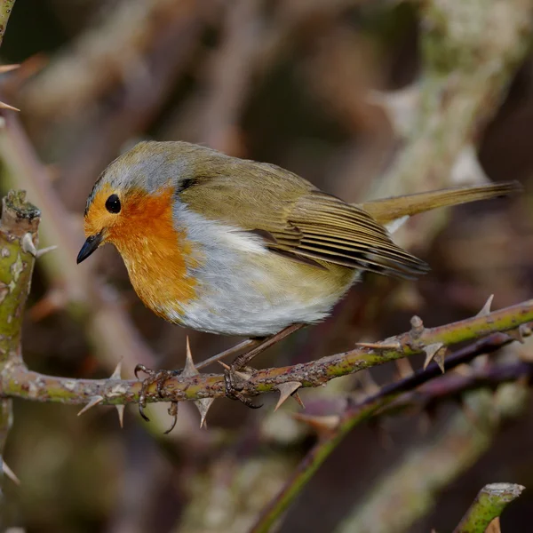 Petirrojo, erithacus rubecula — Foto de Stock