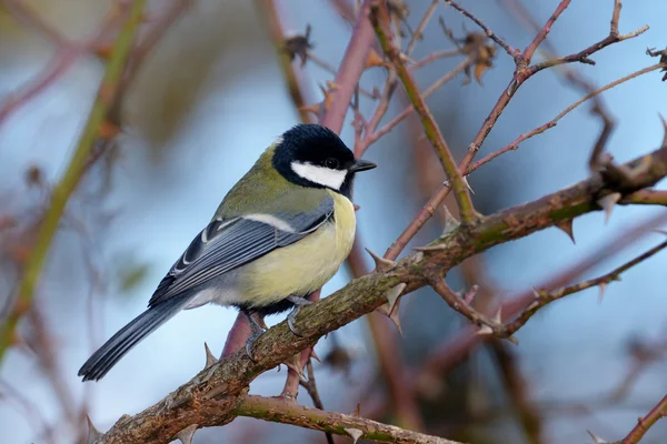 Büyük baştankara parus major — Stok fotoğraf