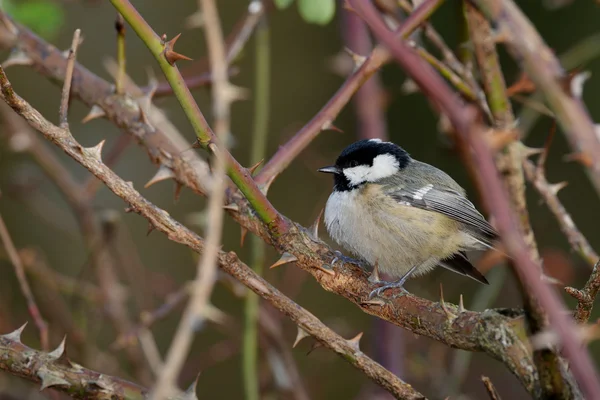 Carvão Tit, Periparus ater — Fotografia de Stock