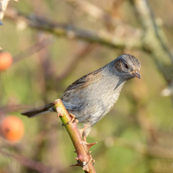 Dunnock, Prunella modularis, Aves — Foto de Stock